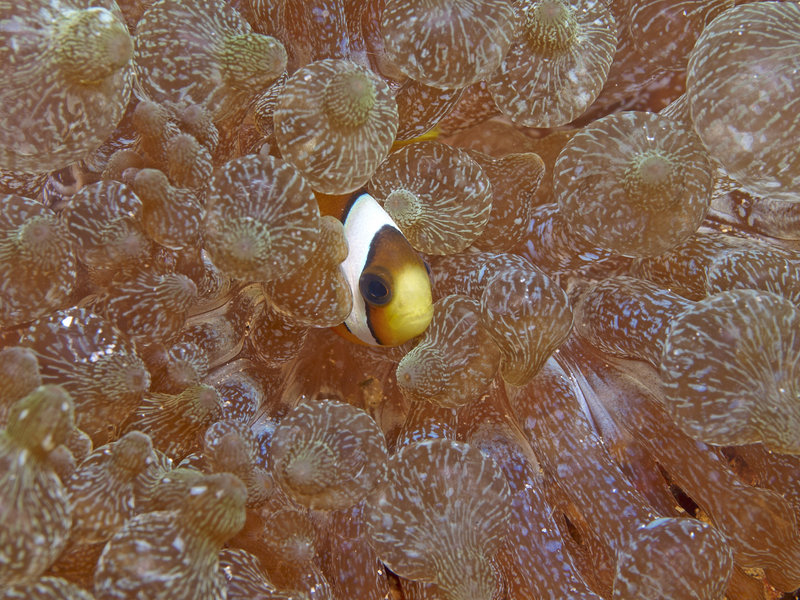 Clown Fish, Sabang Wreck